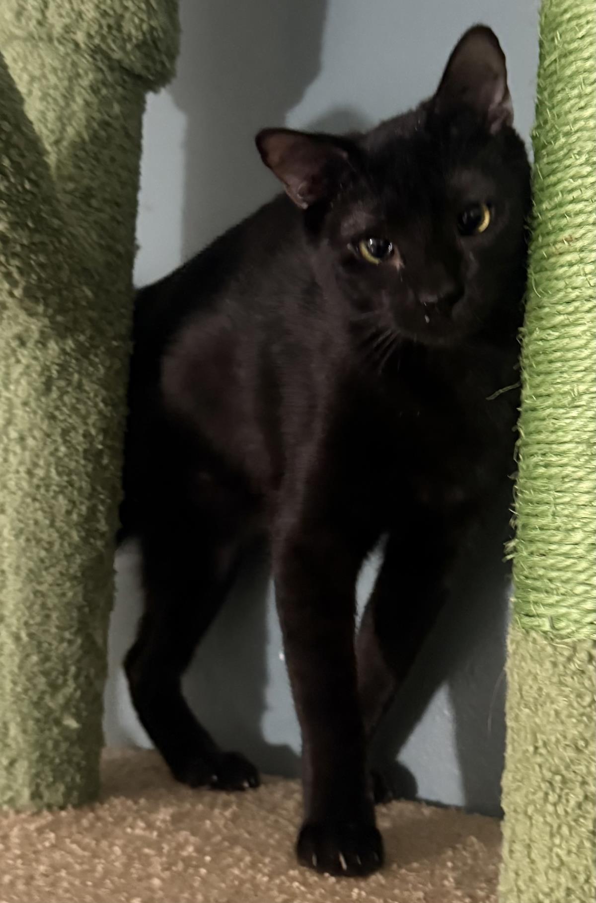 Photo of Onyx Nightshade