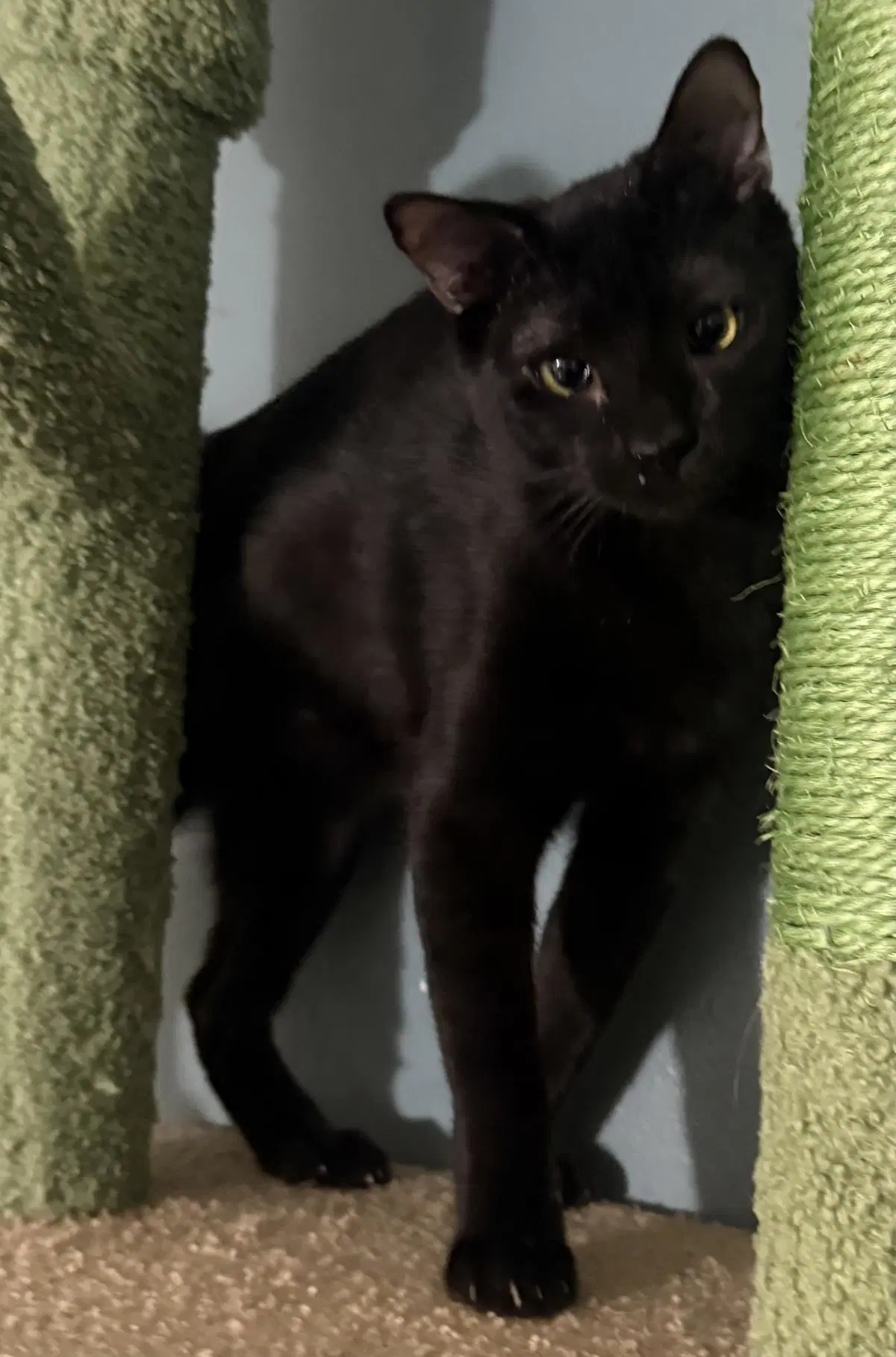 Onyx Nightshade - Domestic Short Hair