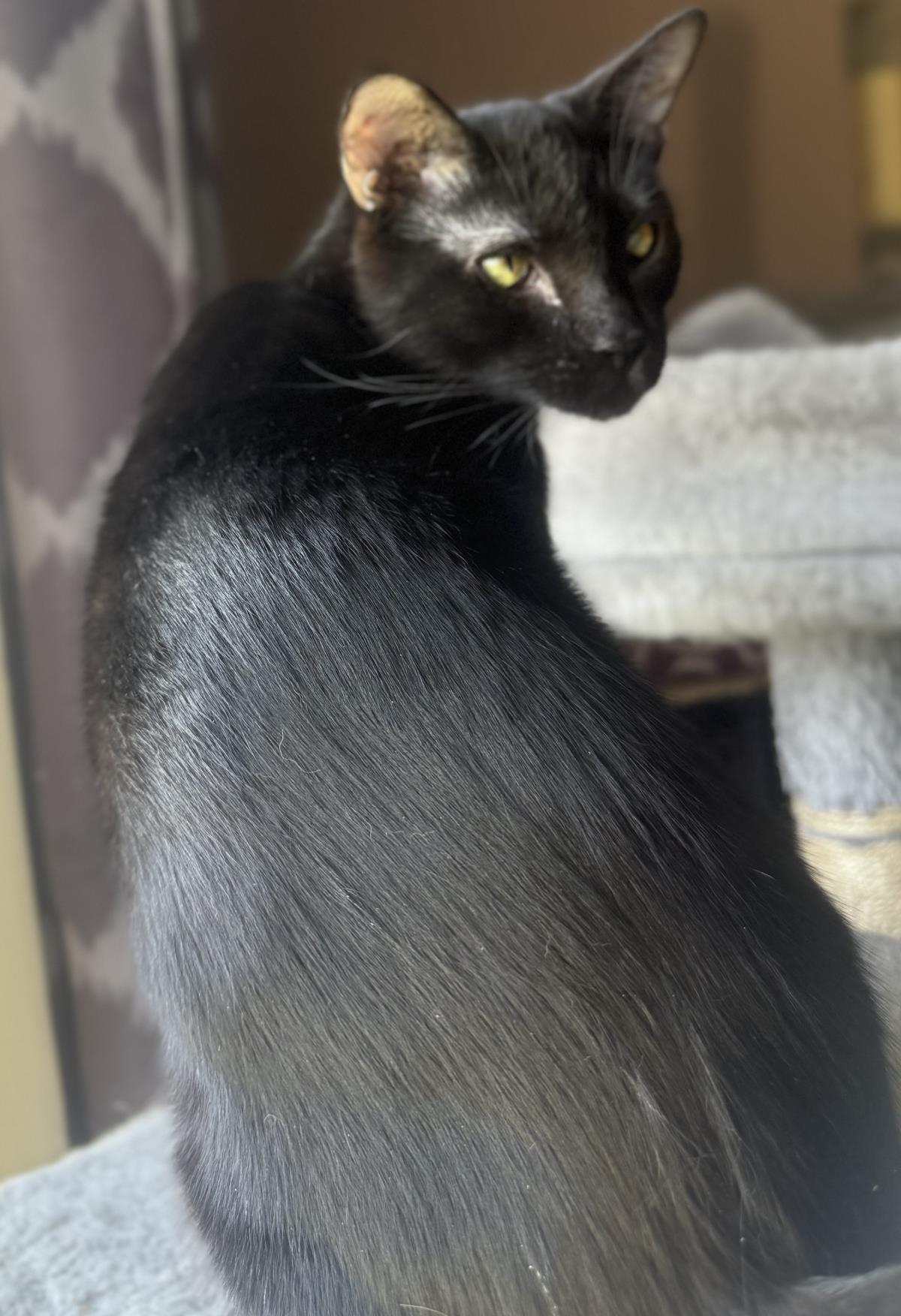Photo of Onyx Nightshade