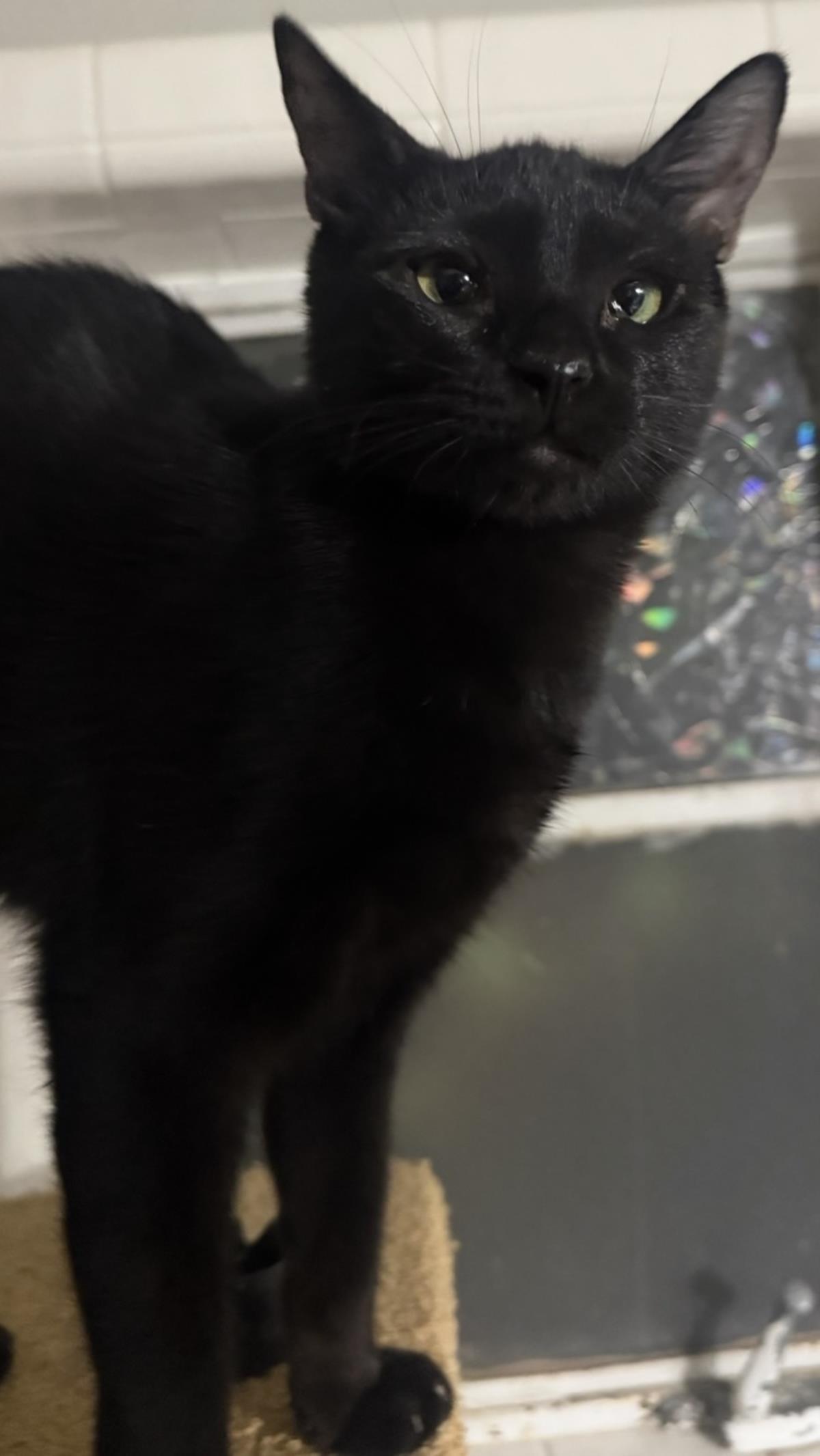 Photo of Onyx Nightshade