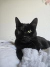Uno Chan Fluffington - Photo 1