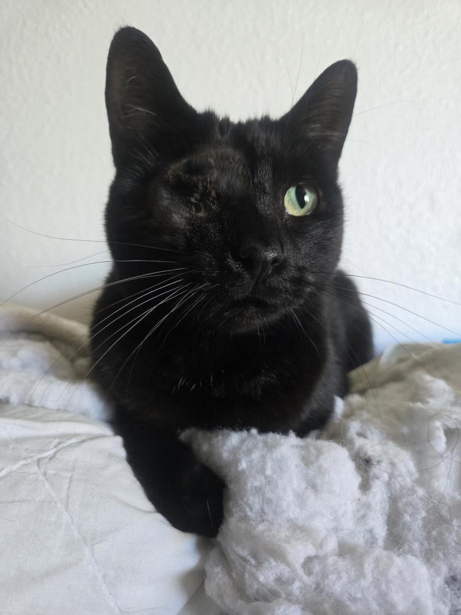 Photo of Uno Chan Fluffington