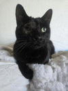 Uno Chan Fluffington - Photo 2