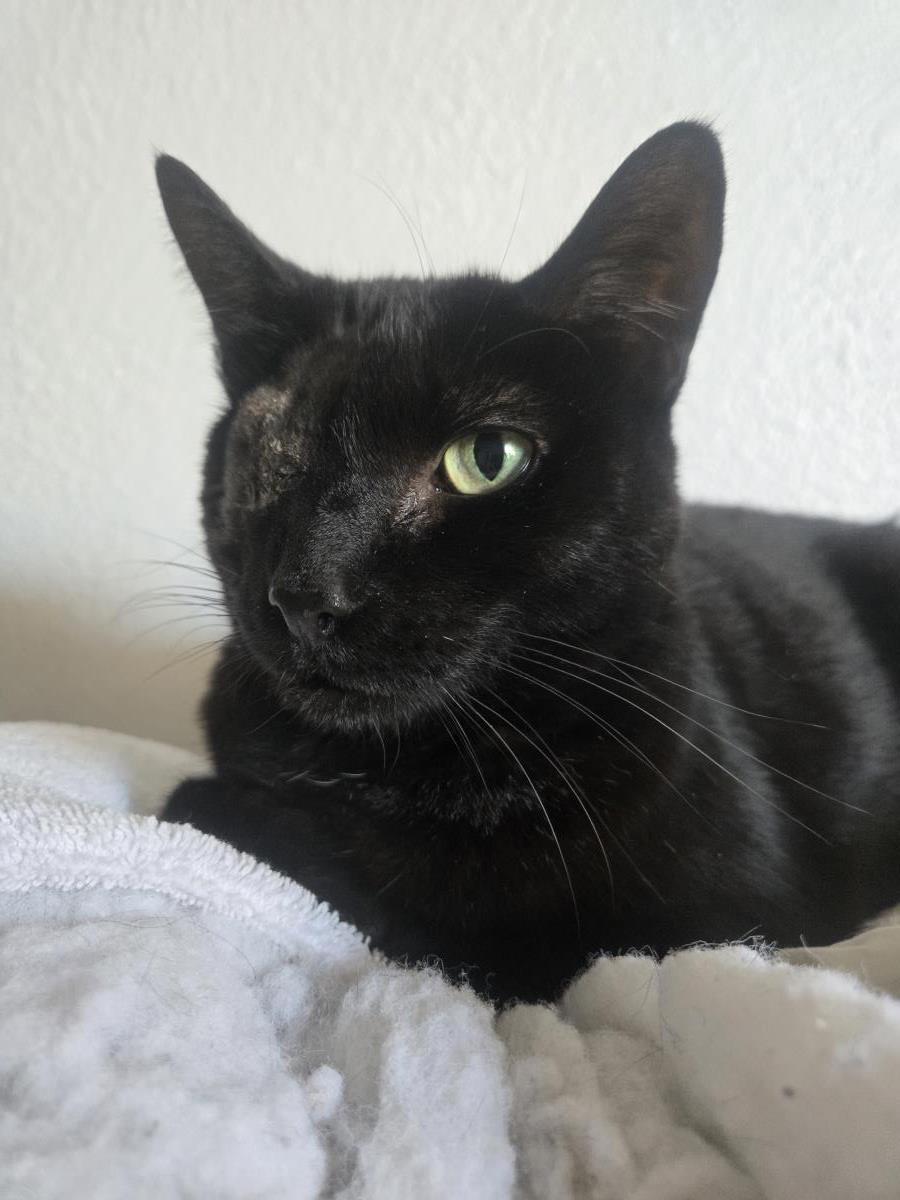 Photo of Uno Chan Fluffington