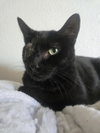 Uno Chan Fluffington - Photo 3