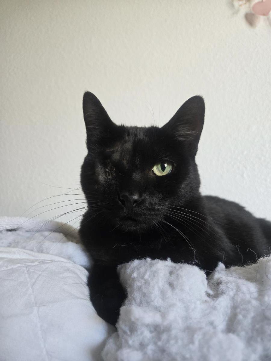 Photo of Uno Chan Fluffington