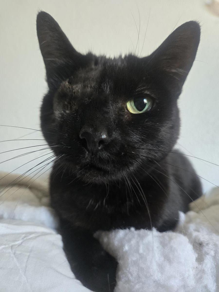 Photo of Uno Chan Fluffington