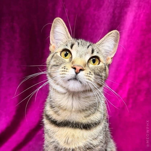 Blossom Powerpuff, an adoptable Domestic Short Hair in Chandler, AZ