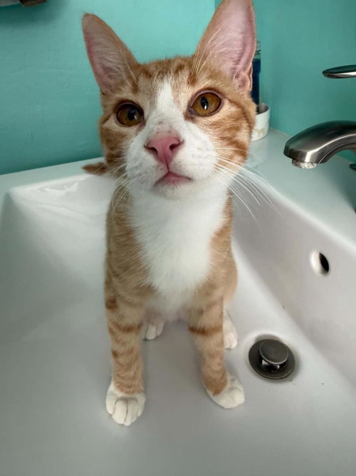 Fandango Wilde, Baby Domestic Medium Hair / Mixed, cat for adoption in Buckeye, Arizona