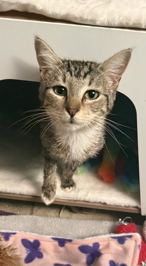 Flourish Wilde, Baby Domestic Short Hair / Tabby / Mixed, cat for adoption in Buckeye, Arizona