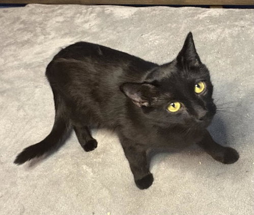 Velvet Vibez, Young Domestic Short Hair / Mixed, cat for adoption in Buckeye, Arizona