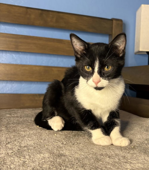 Cannoli Vibez, Baby Domestic Short Hair / Mixed, cat for adoption in Buckeye, Arizona