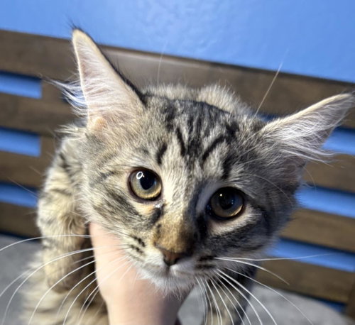 Tiramisu Vibez, Baby Domestic Long Hair / Tabby / Mixed, cat for adoption in Buckeye, Arizona