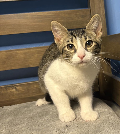 Brulee Vibez, Baby Domestic Short Hair / Tabby / Mixed, cat for adoption in Buckeye, Arizona