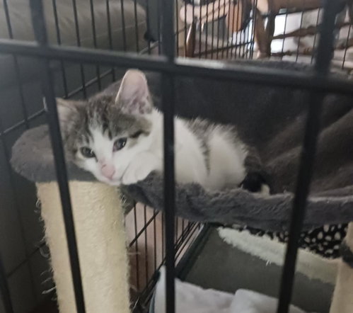 Boomer Floofball, an adoptable Calico in Chandler, AZ