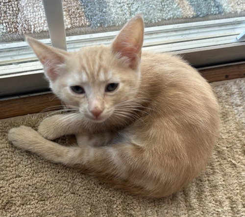 Reggie Jackson, Baby Tabby / Domestic Short Hair / Mixed, cat for adoption in Buckeye, Arizona