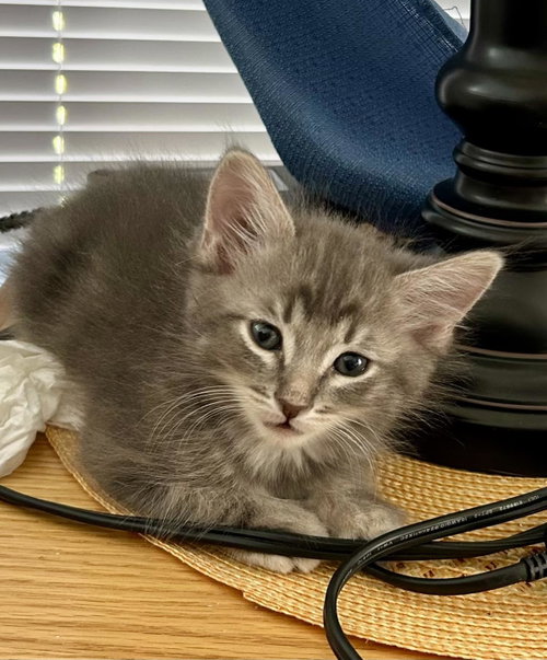 Jenny Jackson, Baby Tabby / Domestic Short Hair / Mixed, cat for adoption in Buckeye, Arizona