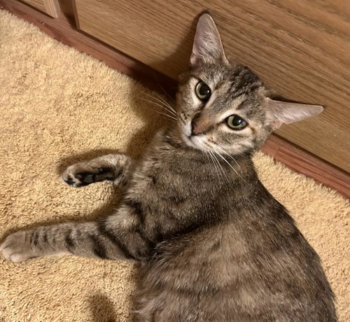 Shelby Jackson, Young Tabby / Domestic Short Hair / Mixed, cat for adoption in Buckeye, Arizona