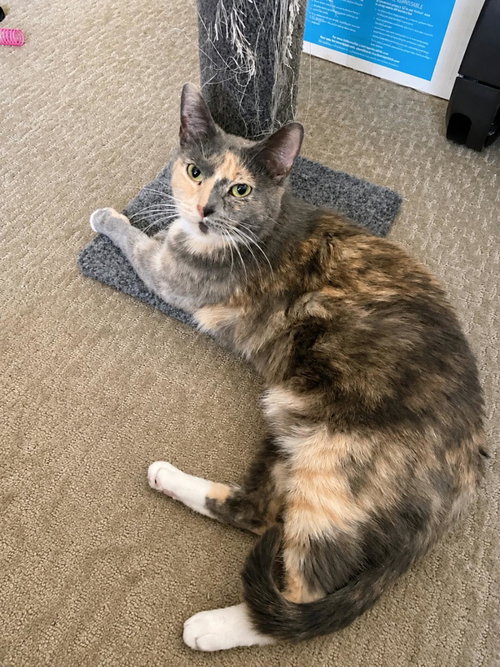 Cali Filikiss, an adoptable Dilute Tortoiseshell in Chandler, AZ