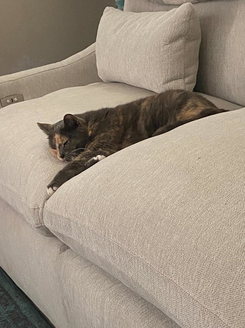 CALI FILIKISS - Dilute Tortoiseshell / Domestic Short Hair available for adoption