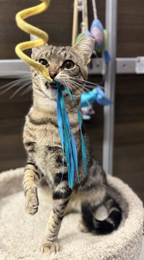 Woody Boyd, Adult Domestic Short Hair / Tabby / Mixed, cat for adoption in Gilbert, Arizona