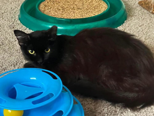 Frankie Valli, Adult Domestic Long Hair / Mixed, cat for adoption in Gilbert, Arizona