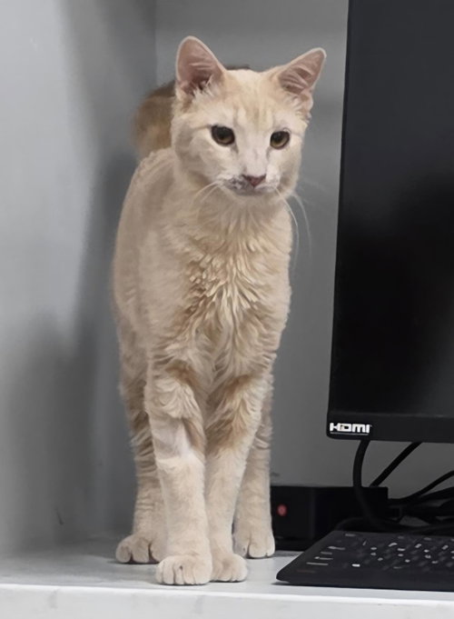 Jasper Sunfire
