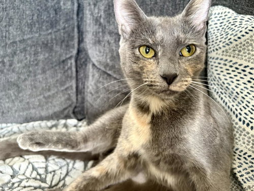 Puma Thurman, an adoptable Dilute Tortoiseshell in Chandler, AZ