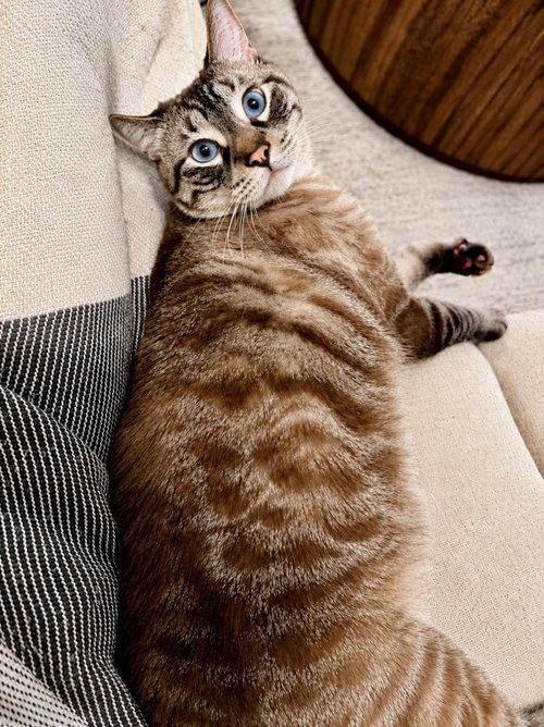 Ghost Greyson, Adult Siamese / Domestic Short Hair / Mixed, cat for adoption in Gilbert, Arizona