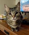 Dexter Buttons - Photo 2