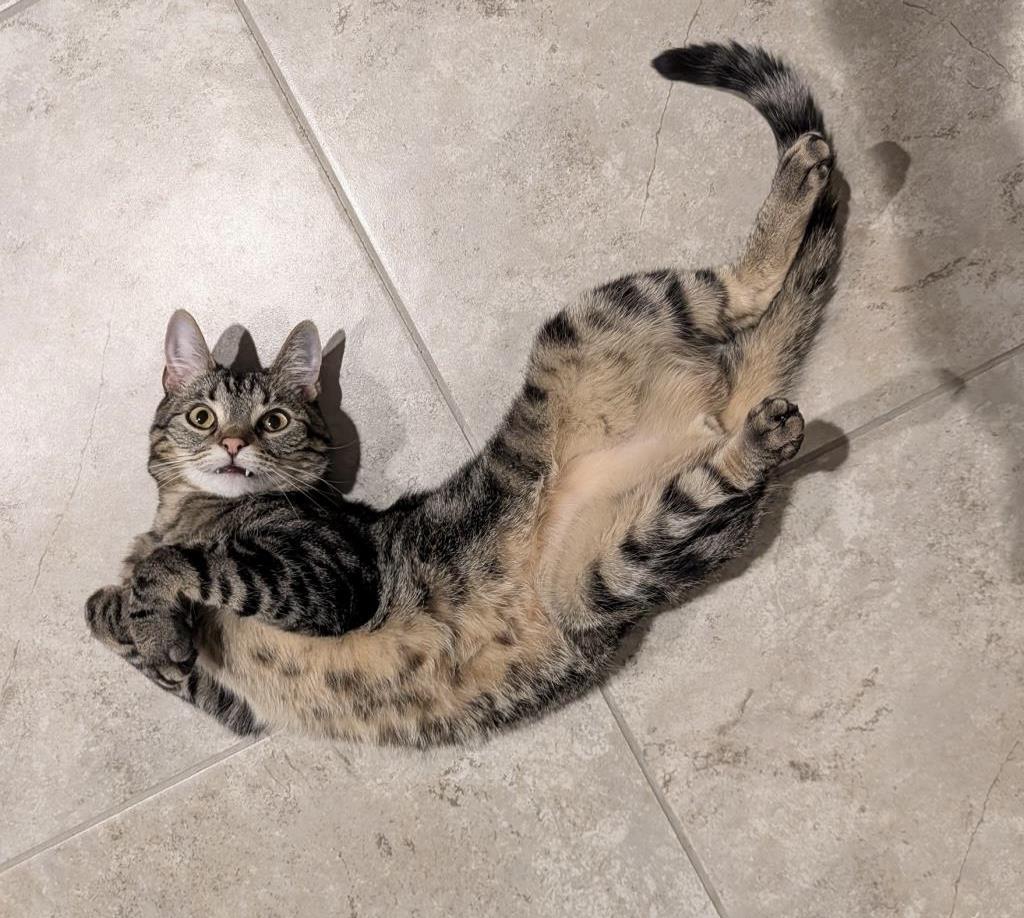 Photo of Dexter Buttons