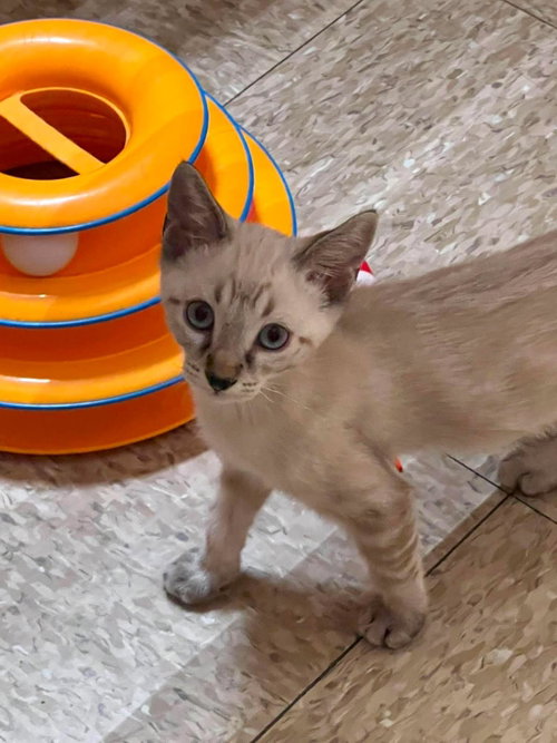Darling White, Baby Domestic Short Hair / Siamese / Mixed, cat for adoption in Chandler, Arizona