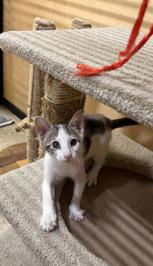 Fearless White, Baby Domestic Short Hair / Tabby / Mixed, cat for adoption in Goodyear, Arizona
