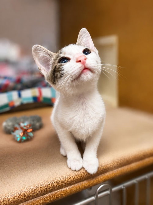 Fearless White, Baby Domestic Short Hair / Tabby / Mixed, cat for adoption in Gilbert, Arizona