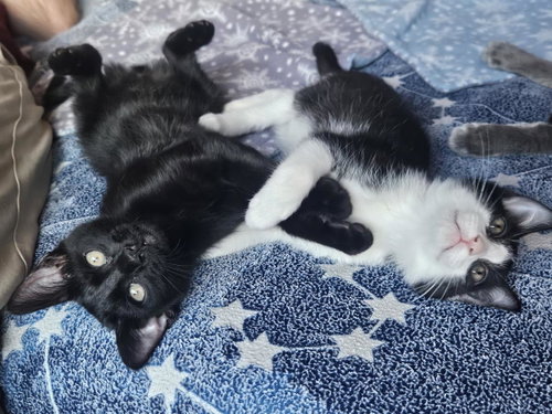 Soot Sprite Bonded To Calcifur Pendagron