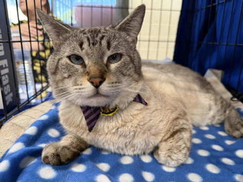 Augustine Point, Adult Siamese / Domestic Short Hair / Mixed, cat for adoption in Gilbert, Arizona