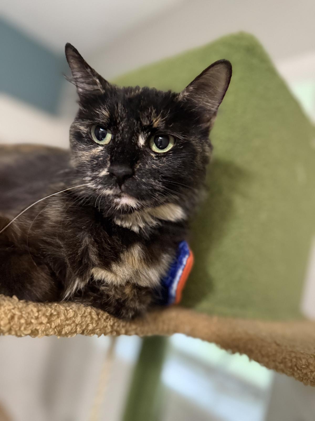 Photo of Midnight Viola