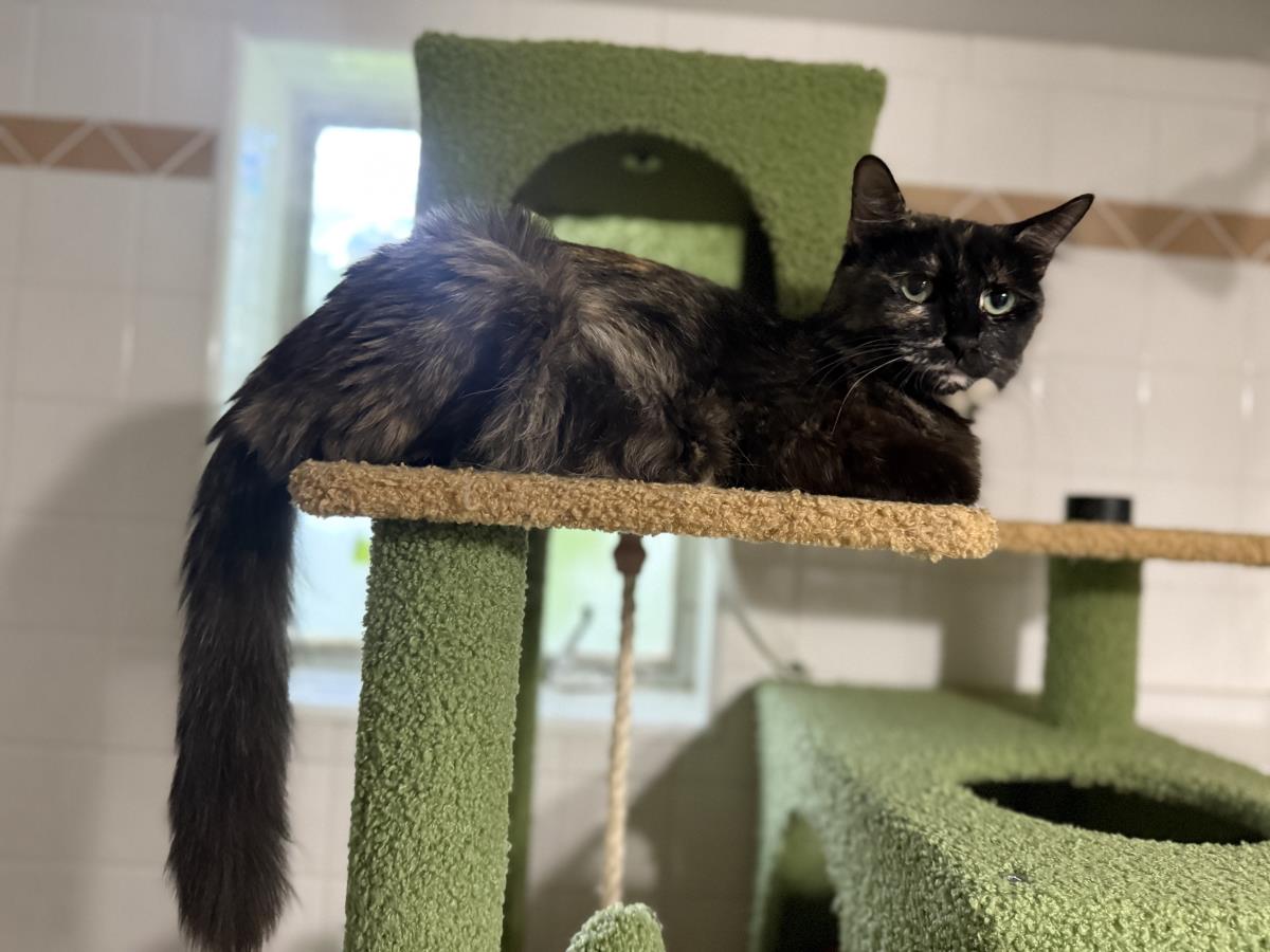 Photo of Midnight Viola
