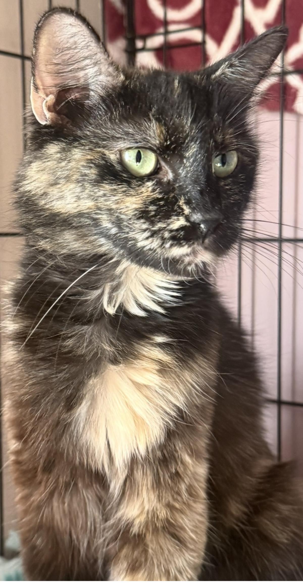 Photo of Midnight Viola