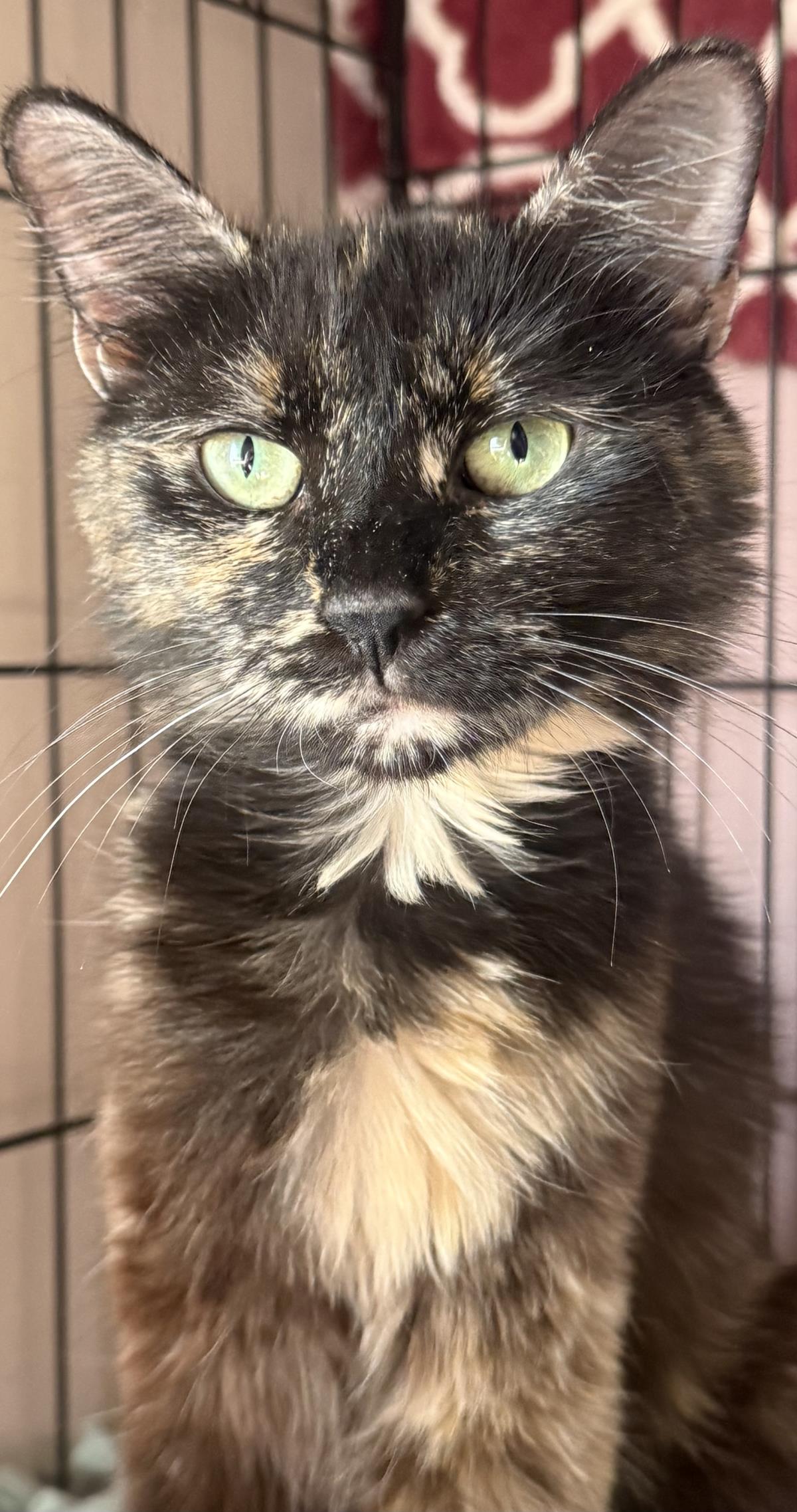 Photo of Midnight Viola
