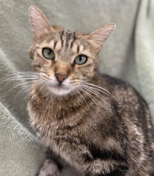 Spencer Laveen, Adult Domestic Short Hair / Tabby / Mixed, cat for adoption in Gilbert, Arizona