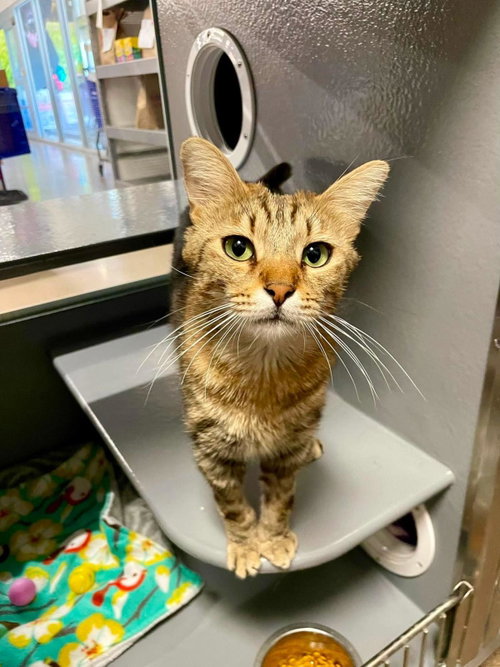 Spencer Laveen, Adult Domestic Short Hair / Tabby / Mixed, cat for adoption in Casa Grande, Arizona