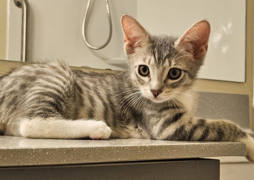 Leroy Gibbs Bonded To Jethro Gibbs