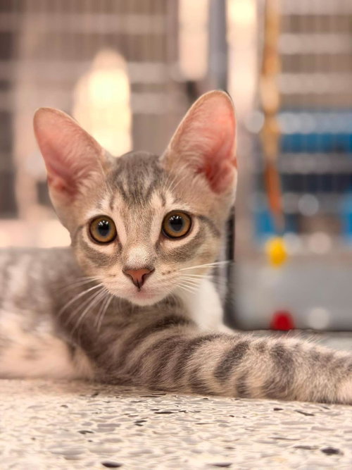 Leroy Gibbs Bonded To Jethro Gibbs, Baby Tabby / Domestic Short Hair / Mixed, cat for adoption in Casa Grande, Arizona