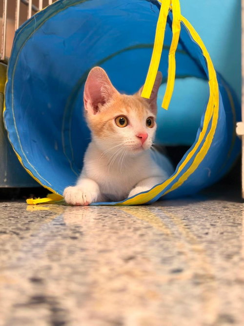 Jethro Gibbs Bonded To Leroy Gibbs, an adoptable Domestic Short Hair in Chandler, AZ