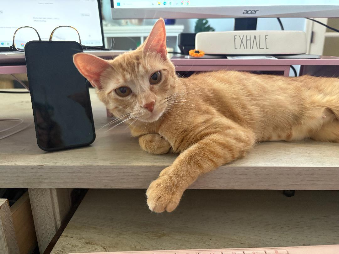 Photo of Penny Latte