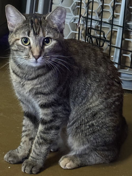 JILL MONROE - Domestic Short Hair / Torbie available for adoption