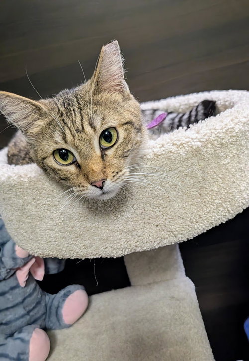 Mrs Teek, an adoptable Domestic Short Hair in Chandler, AZ