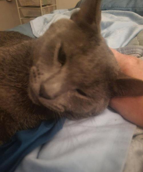 MARCELLUS WALLACE - Domestic Short Hair available for adoption