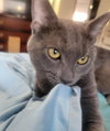 Marcellus Wallace - Photo 3